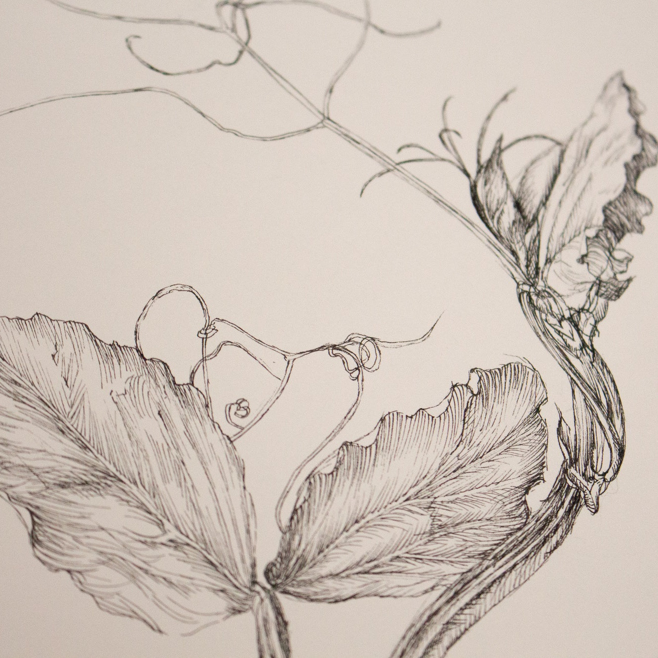 Charlotte Gaunt Guest Tutor Illustration Course 'Floral Illustration for Couture Interiors'