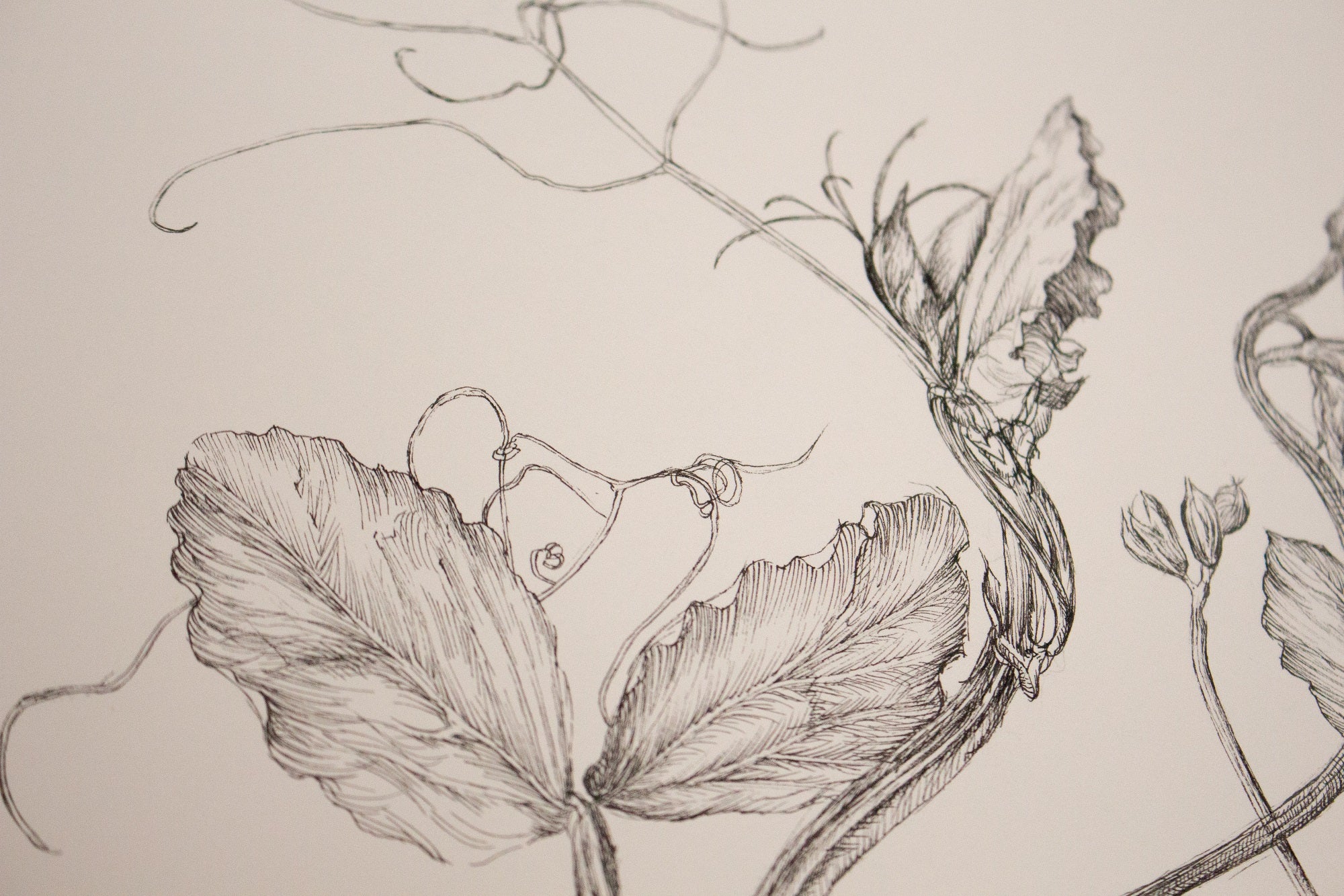 Charlotte Gaunt Guest Tutor Illustration Course 'Floral Illustration for Couture Interiors'
