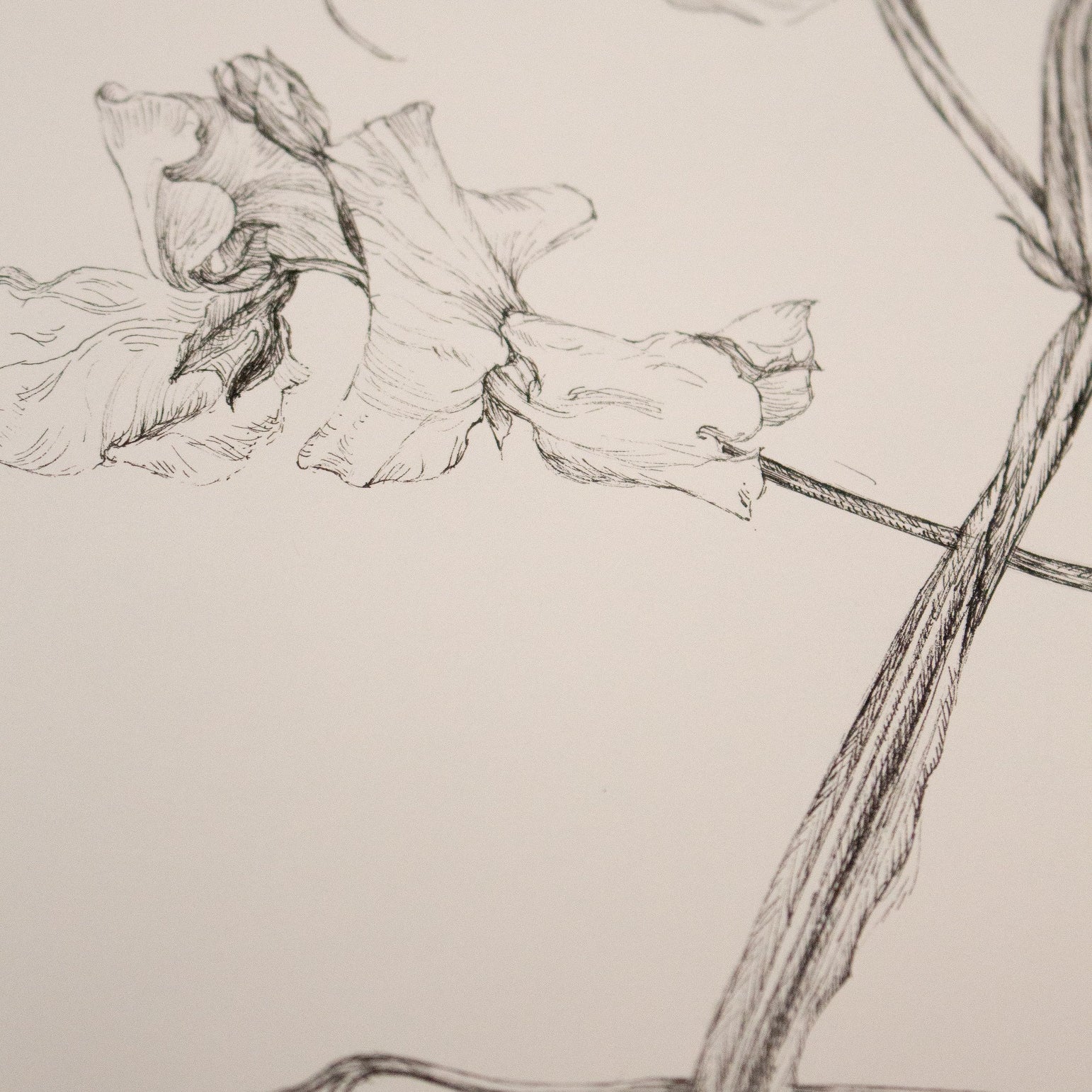 Charlotte Gaunt Guest Tutor Illustration Course 'Floral Illustration for Couture Interiors'