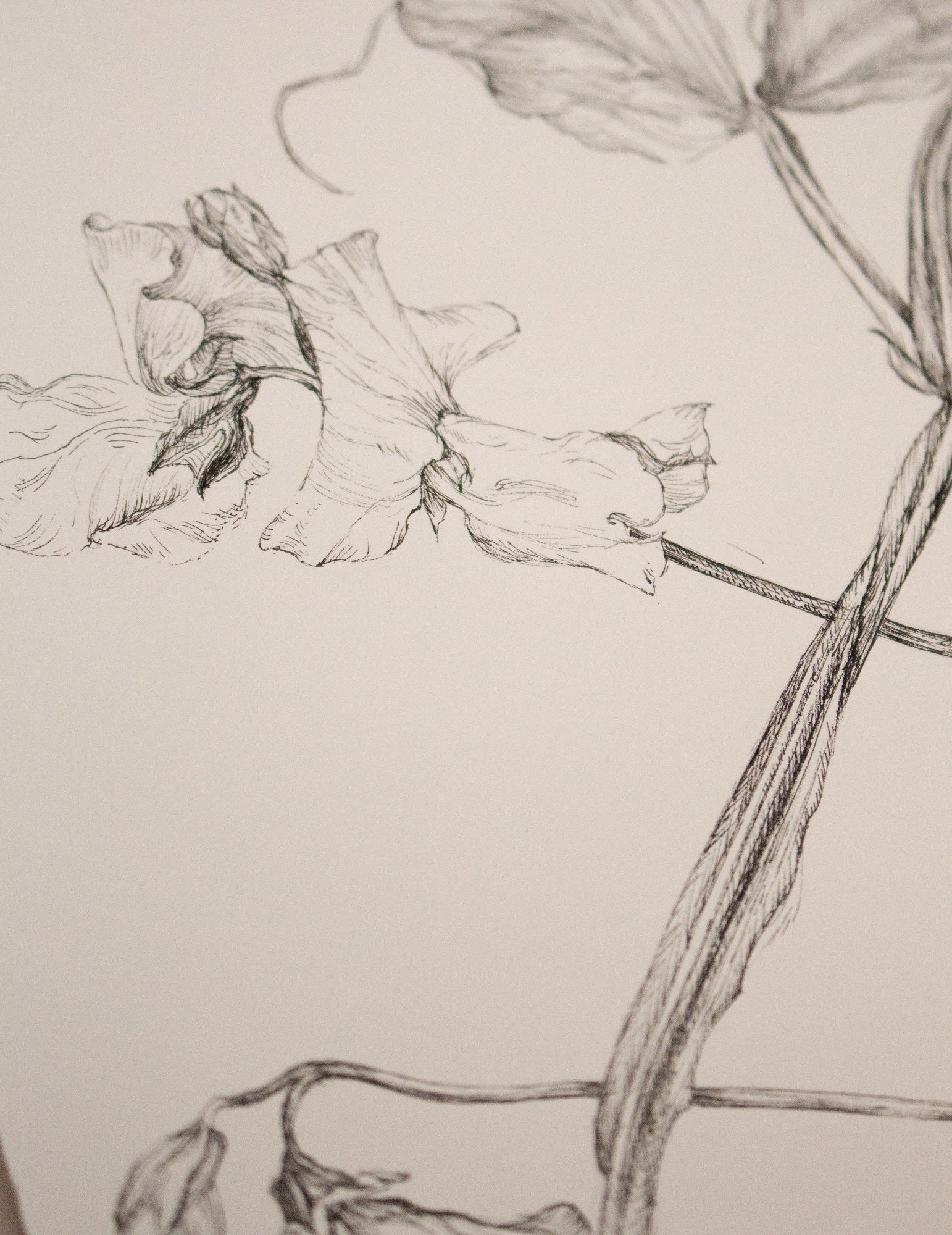 Charlotte Gaunt Guest Tutor Illustration Course 'Floral Illustration for Couture Interiors'