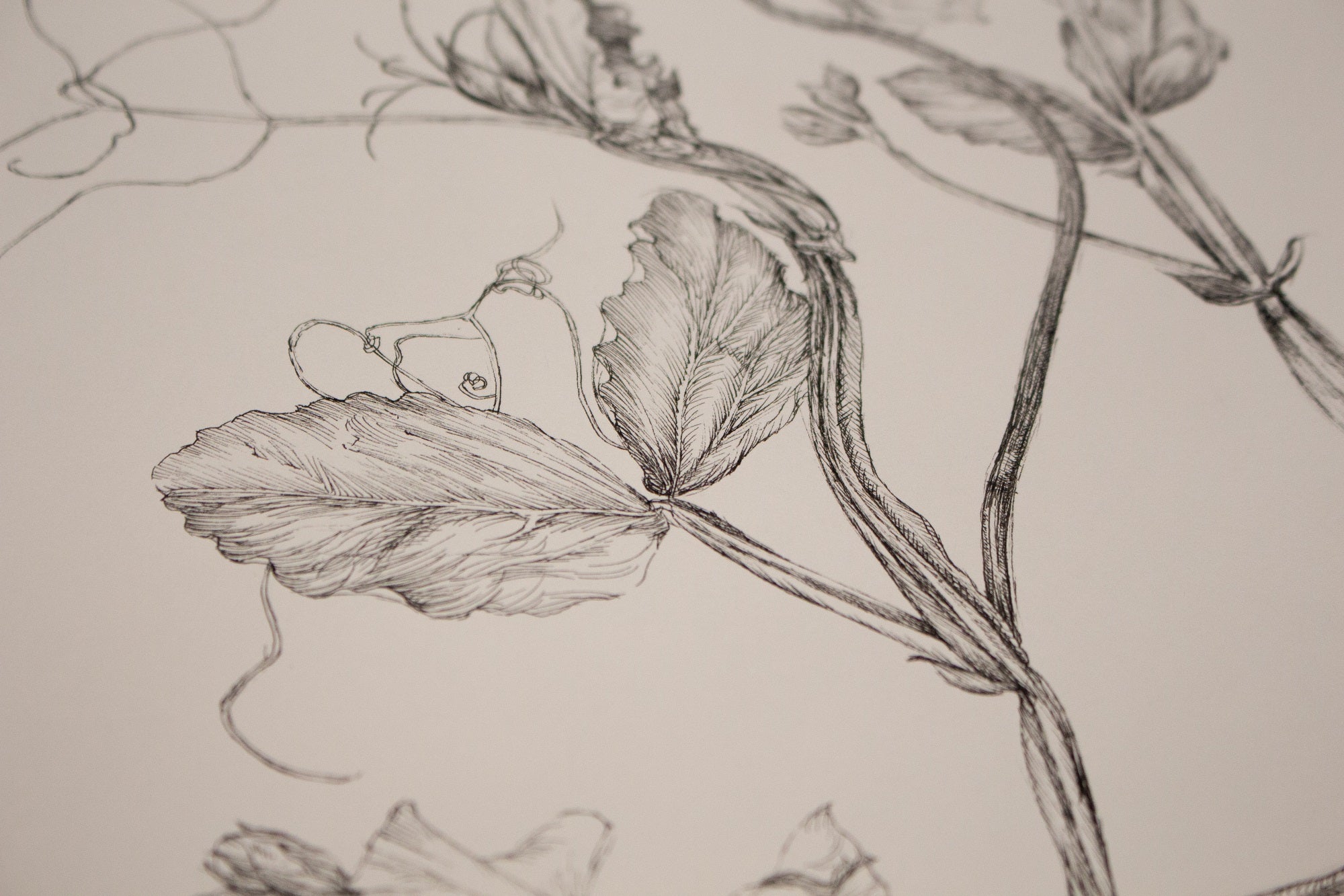 Charlotte Gaunt Guest Tutor Illustration Course 'Floral Illustration for Couture Interiors'