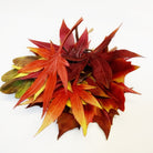Anne Tomlin Autumn Leaves Course with Hand and Lock 