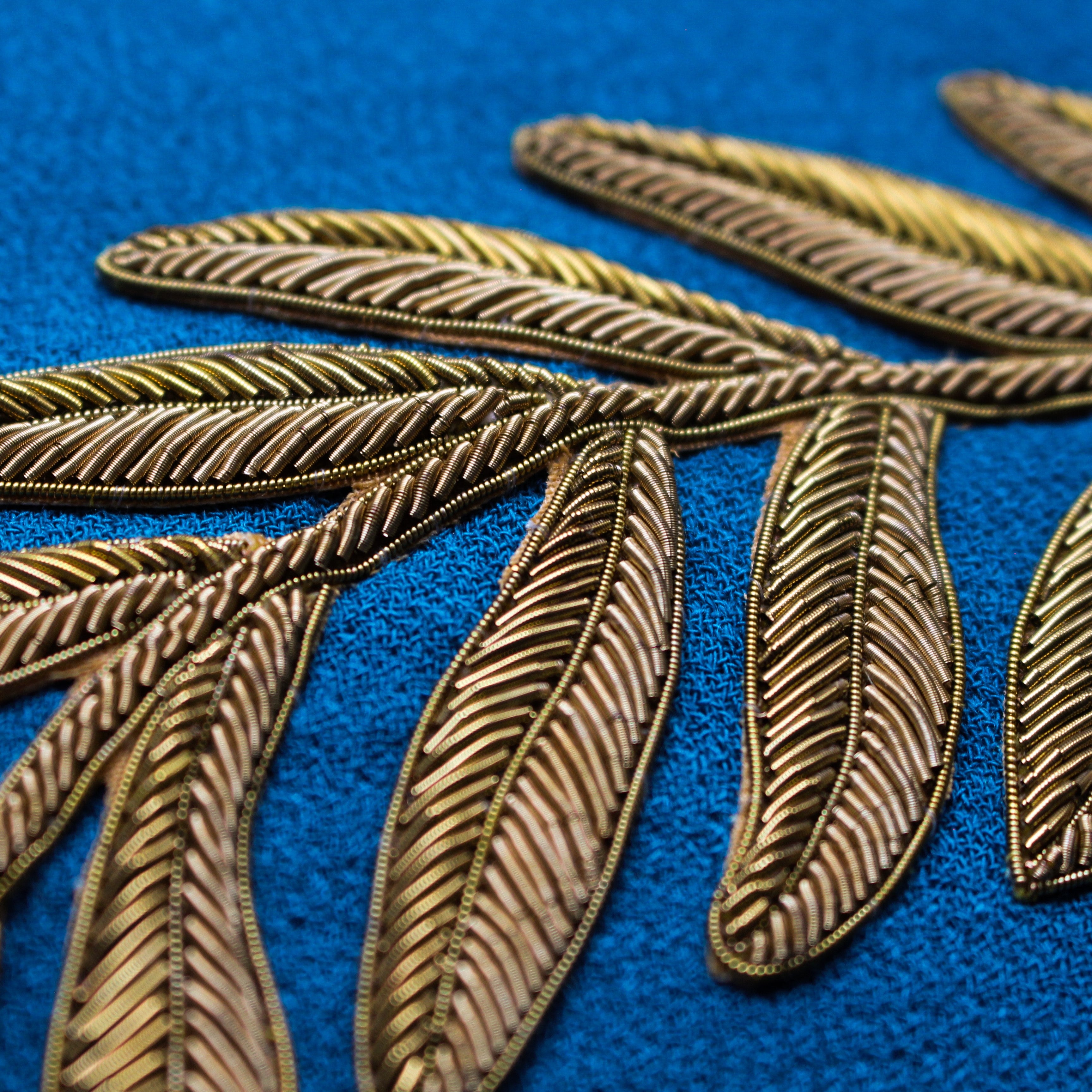 Coronation Fern (14626647441786)