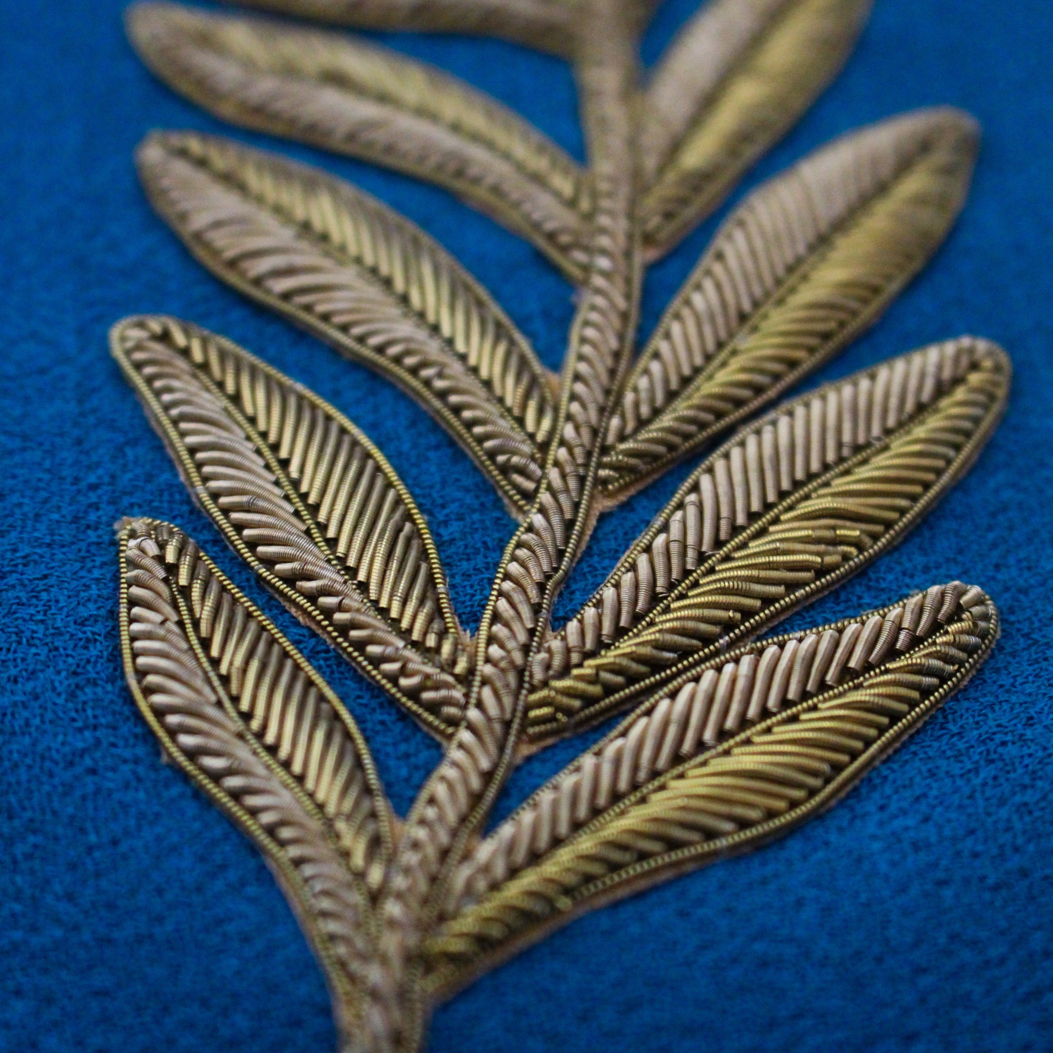 Coronation Fern (14626647441786)