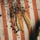 Golden Pea Earrings - Hand Embroidered earrings on a striped background with soil