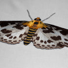 Needlepainting Moth Embroidery Course with Victoria Matthewson