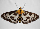 Needlepainting Moth Embroidery Course with Victoria Matthewson