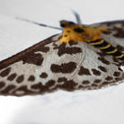 Needlepainting Moth Embroidery Course with Victoria Matthewson
