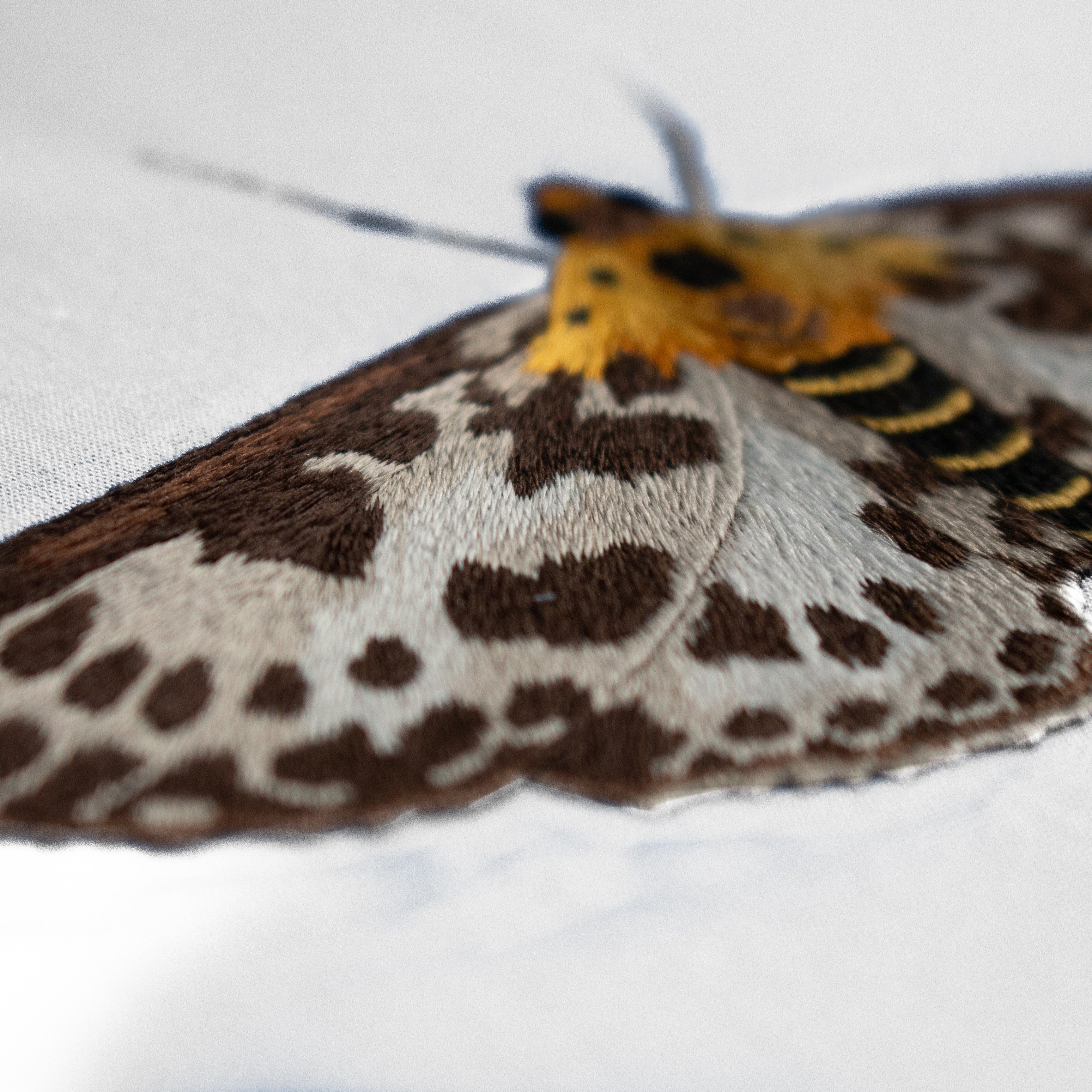 Needlepainting Moth Embroidery Course with Victoria Matthewson